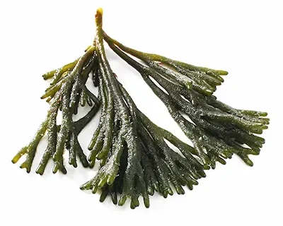 Alga percebe - Sal Galega | Mercado del Grao Alga percebe (Sabor Intenso a Mar)